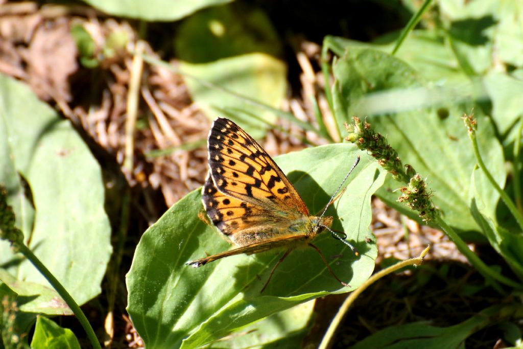 E'' una boloria? S, Boloria (Clossiana) titania - Nymphalidae